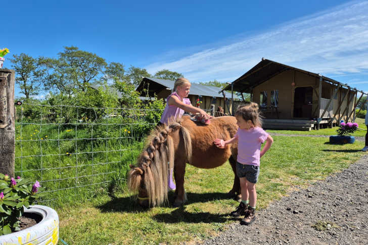 Twee kinderen borstelen een pony bij de glampingtenten van FarmCamps De Bonte Fries in Friesland Twee kinderen borstelen een pony bij de glampingtenten van FarmCamps De Bonte Fries in Friesland