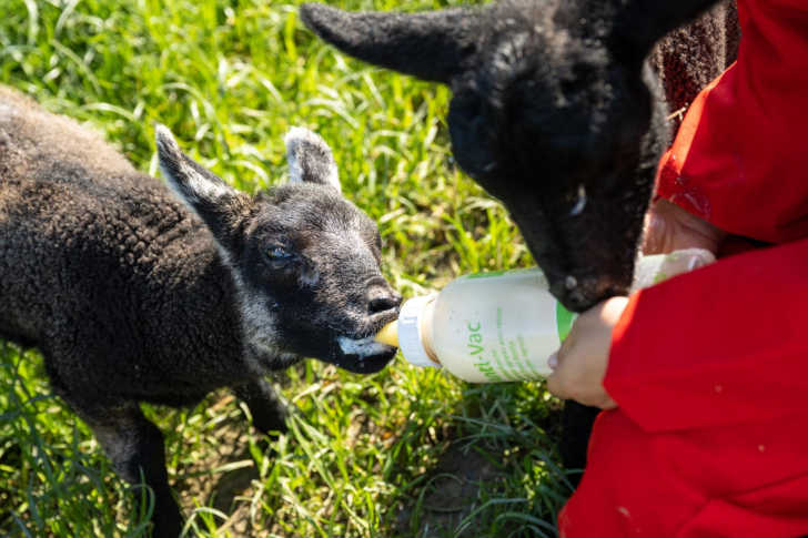 Kind geeft een lammetje de fles tijdens een boerderijvakantie bij FarmCamps De Bonte Fries Kind geeft een lammetje de fles tijdens een boerderijvakantie bij FarmCamps De Bonte Fries